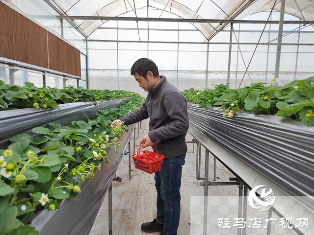 “空中”草莓带来采摘新体验